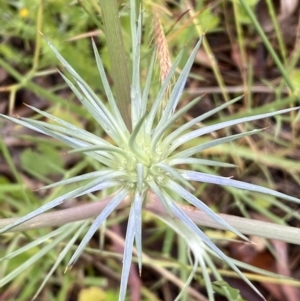 Eryngium ovinum at Lake George, NSW - 2 Dec 2022 10:10 AM