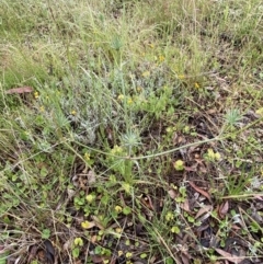 Eryngium ovinum at Lake George, NSW - 2 Dec 2022