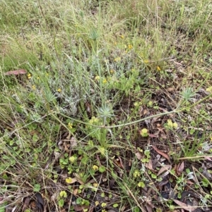 Eryngium ovinum at Lake George, NSW - 2 Dec 2022