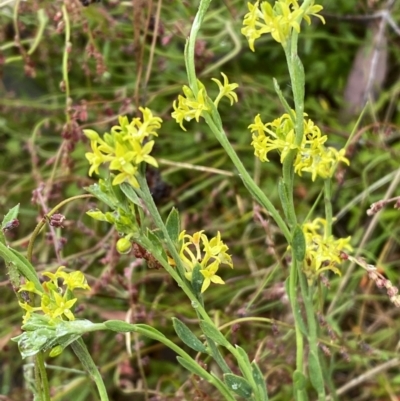 Pimelea curviflora (Curved Rice-flower) at Sweeney's Travelling Stock Reserve - 1 Dec 2022 by Steve_Bok