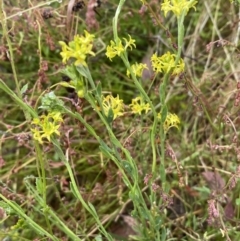 Pimelea curviflora at Lake George, NSW - 2 Dec 2022