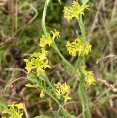 Pimelea curviflora at Lake George, NSW - 2 Dec 2022