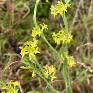 Pimelea curviflora at Lake George, NSW - 2 Dec 2022