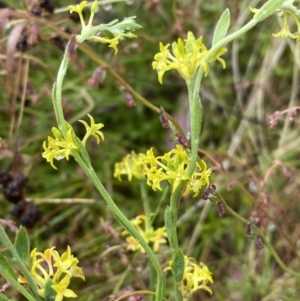 Pimelea curviflora at Lake George, NSW - 2 Dec 2022