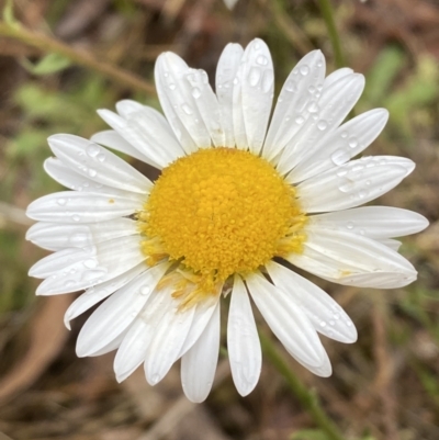 Brachyscome diversifolia var. diversifolia (Large-headed Daisy) at Lake George, NSW - 2 Dec 2022 by SteveBorkowskis