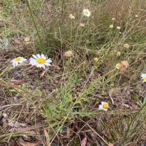 Brachyscome diversifolia var. diversifolia at Lake George, NSW - 2 Dec 2022 10:01 AM