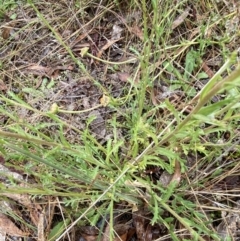 Brachyscome diversifolia var. diversifolia at Lake George, NSW - 2 Dec 2022 10:01 AM