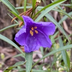 Solanum linearifolium (Kangaroo Apple) at Sweeney's TSR - 2 Dec 2022 by SteveBorkowskis