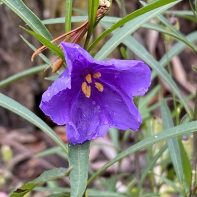 Solanum linearifolium (Kangaroo Apple) at Sweeney's TSR - 2 Dec 2022 by SteveBorkowskis