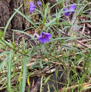 Solanum linearifolium at Lake George, NSW - 2 Dec 2022