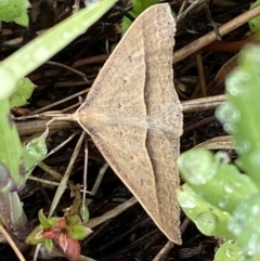 Epidesmia hypenaria (Long-nosed Epidesmia) at Bungendore, NSW - 2 Dec 2022 by SteveBorkowskis