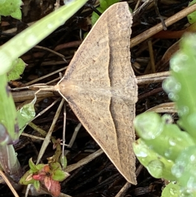 Epidesmia hypenaria (Long-nosed Epidesmia) at Bungendore, NSW - 1 Dec 2022 by Steve_Bok