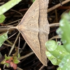 Epidesmia hypenaria at Bungendore, NSW - 2 Dec 2022