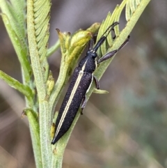 Rhinotia suturalis (Belid weevil) at Sweeney's Travelling Stock Reserve - 1 Dec 2022 by Steve_Bok