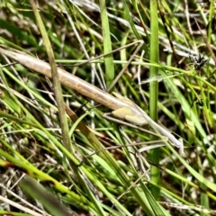 Archimantis sp. (genus) (Large Brown Mantis) at Throsby, ACT - 1 Dec 2022 by mcosgrove