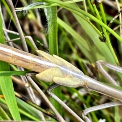 Archimantis sp. (genus) at Throsby, ACT - 1 Dec 2022