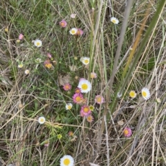 Erigeron karvinskianus (Seaside Daisy) at Throsby, ACT - 1 Dec 2022 by mcosgrove