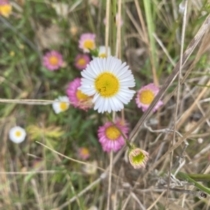 Erigeron karvinskianus at Throsby, ACT - 2 Dec 2022