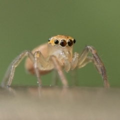 Prostheclina pallida (Orange jumping spider) at ANBG - 2 Dec 2022 by patrickcox