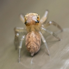 Prostheclina pallida at Acton, ACT - 2 Dec 2022 12:00 PM