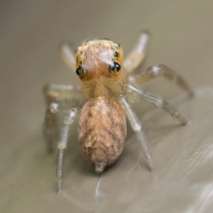 Prostheclina pallida at Acton, ACT - 2 Dec 2022