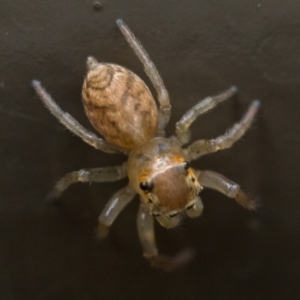 Prostheclina pallida at Acton, ACT - 2 Dec 2022