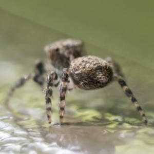 Servaea villosa at Acton, ACT - 2 Dec 2022