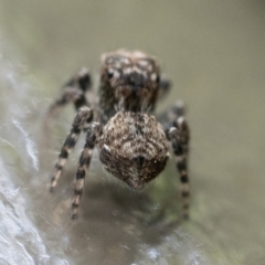 Servaea villosa at Acton, ACT - 2 Dec 2022