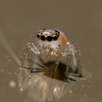 Prostheclina sp (genus) (A jumping spider) at ANBG - 2 Dec 2022 by patrickcox