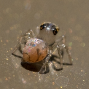 Prostheclina sp (genus) at Acton, ACT - 2 Dec 2022