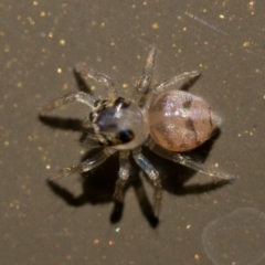 Prostheclina sp (genus) at Acton, ACT - 2 Dec 2022