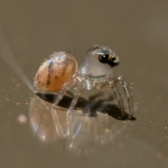 Prostheclina sp (genus) at Acton, ACT - 2 Dec 2022