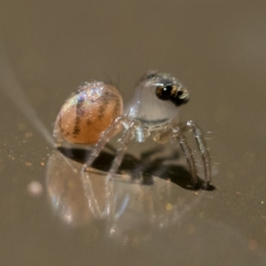 Prostheclina sp (genus) at Acton, ACT - 2 Dec 2022 12:00 PM