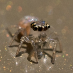 Prostheclina sp (genus) at Acton, ACT - 2 Dec 2022