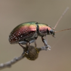 Edusella sp. (genus) (A leaf beetle) at ANBG - 2 Dec 2022 by patrickcox