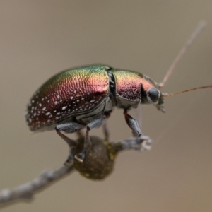 Edusella sp. (genus) at Acton, ACT - 2 Dec 2022