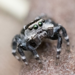 Euophryinae sp. (Mr Stripey) undescribed at Acton, ACT - 2 Dec 2022