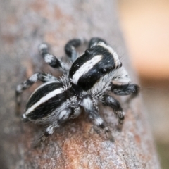 Euophryinae sp. (Mr Stripey) undescribed at Acton, ACT - 2 Dec 2022 02:00 PM