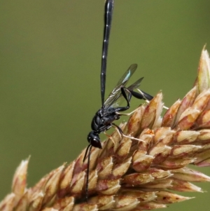 Gasteruption sp. (genus) at Murrumbateman, NSW - 2 Dec 2022