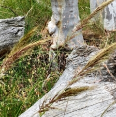 Austrostipa densiflora (Foxtail Speargrass) at Hall, ACT - 2 Dec 2022 by strigo