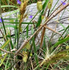 Austrostipa densiflora at Hall, ACT - 2 Dec 2022