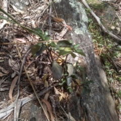 Solanum nigrum (Black Nightshade) at Cooma, NSW - 2 Dec 2022 by mahargiani