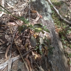 Solanum nigrum at Cooma, NSW - 2 Dec 2022