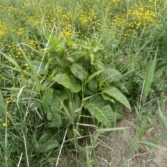 Rumex sp. (A Dock) at Cooma, NSW - 2 Dec 2022 by mahargiani