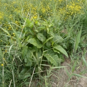 Rumex sp. at Cooma, NSW - 2 Dec 2022 02:45 PM