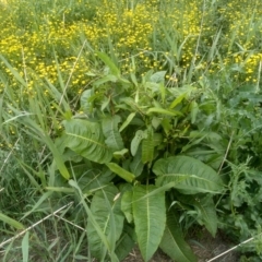 Rumex sp. at Cooma, NSW - 2 Dec 2022 02:45 PM