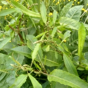 Rumex sp. at Cooma, NSW - 2 Dec 2022 02:45 PM