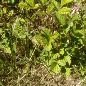 Rubus parvifolius at Cooma, NSW - 2 Dec 2022