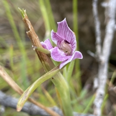 Diuris dendrobioides (Late Mauve Doubletail) at Stromlo, ACT - 2 Dec 2022 by AJB