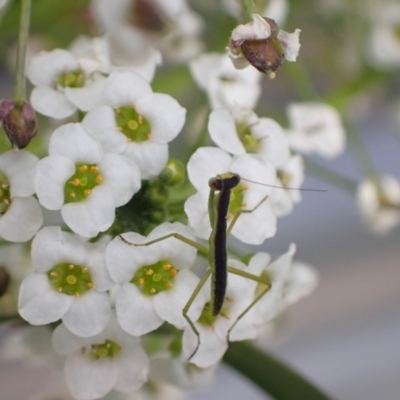 Orthodera ministralis at Murrumbateman, NSW - 1 Dec 2022 by SimoneC